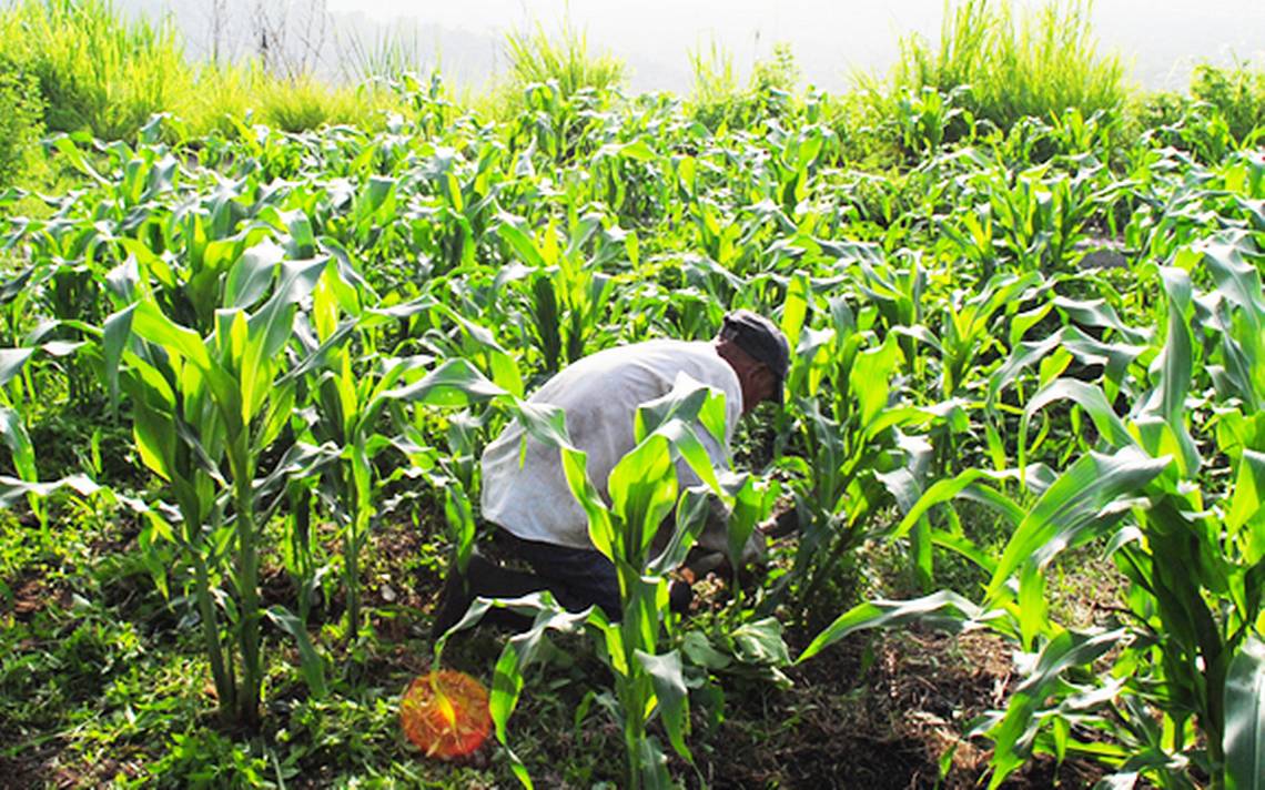 Segalmex Convoca A Comprar Ma Z Blanco A Peque Os Productores De