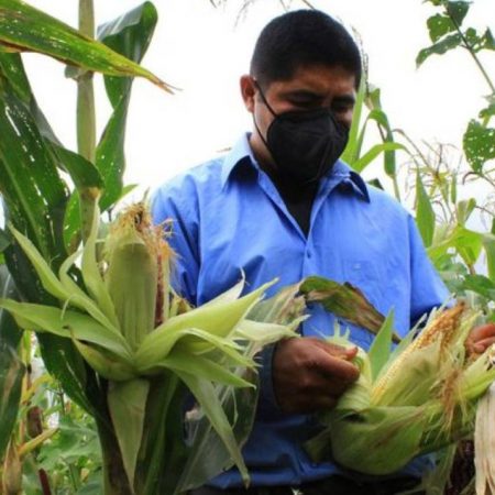 Convenio entre Nestlé y CIMMYT busca beneficiar al sector agroalimentario – El Sol de Sinaloa