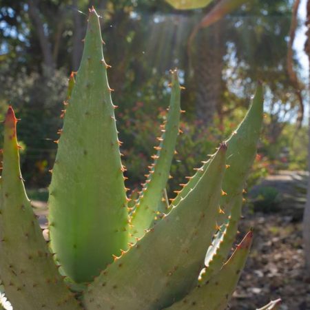 Jardín Botánico, un lugar de plantas y sabores de México para el mundo – El Sol de Sinaloa