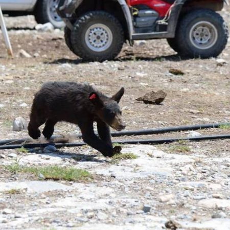 Oso de Coahuila: detenidos los presuntos responsables de asesinar a oso – El Sol de Sinaloa