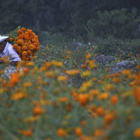 Se esperan más de 20 mil toneladas de cempasúchil para el “Día de Muertos” – El Sol de Sinaloa