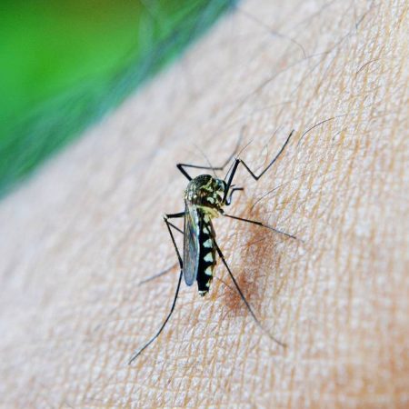 Se han invertido 30 millones de pesos para combatir el dengue – El Sol de Sinaloa
