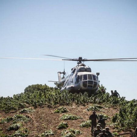 Ejército destruye hectárea y media de mariguana en la sierra de Sinaloa – El Sol de Sinaloa