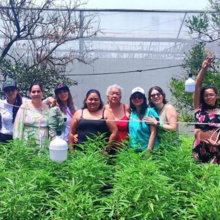 Plan Tetecala: empoderar a campesinas con la explotación de marihuana – El Sol de Sinaloa