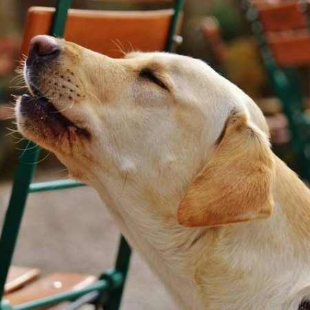 ¿Los perros aúllan cuando ven a la muerte? Leyendas y ciencia tras el sexto sentido canino – El Sol de Sinaloa