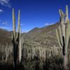 Biósfera de Tehuacán, bajo grave amenaza – El Sol de Sinaloa