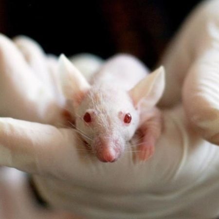 Científicos en contra de pruebas con animales – El Sol de Sinaloa