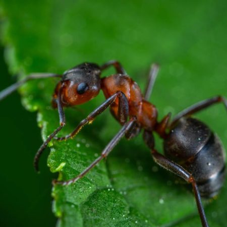 Las hormigas tienen mucho que enseñarnos – El Sol de Sinaloa