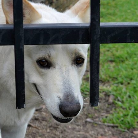 Desde parálisis a sordera: así daña la pirotecnia a las mascotas – El Sol de Sinaloa