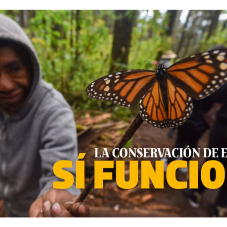 La conservación de especies sí funciona – El Sol de Sinaloa