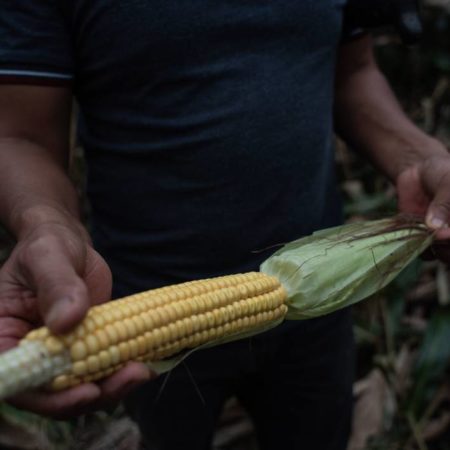 EU considera acudir al T-MEC si no se arregla problema agrícola con México – El Sol de Sinaloa