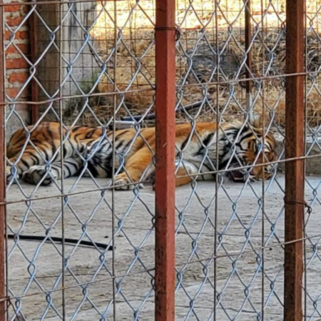 FGR asegura a un tigre de bengala, búfalos y avestruces en cateo en Jalisco – El Sol de Sinaloa