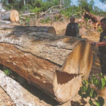 Deforestación en la Amazonia aumentó con Lula da Silva – El Sol de Sinaloa