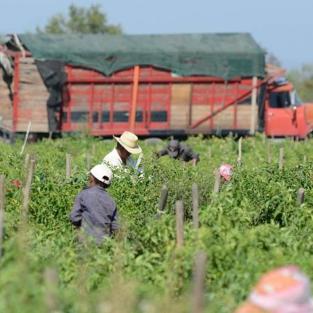 Exhorta CEDDH a Dirección del Trabajo e IMSS a regular campos agrícolas – El Sol de Sinaloa