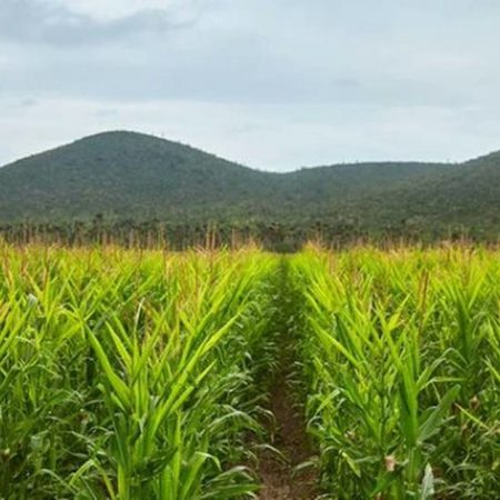 Fira, Amsda y Agricultura presentan plan para líneas de crédito a productores – El Sol de Sinaloa
