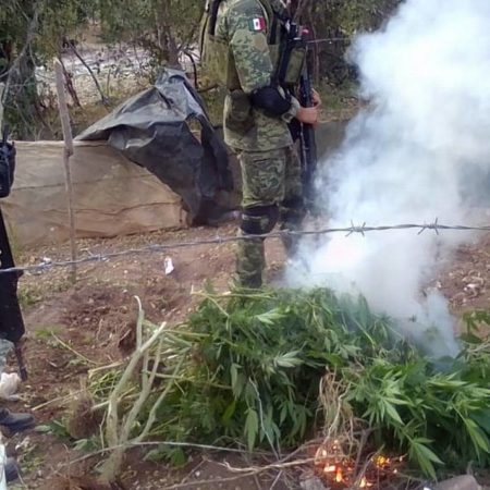 Guardia Nacional y Ejército Mexicano destruyen plantío de Marihuana en El Sabinal – El Sol de Sinaloa