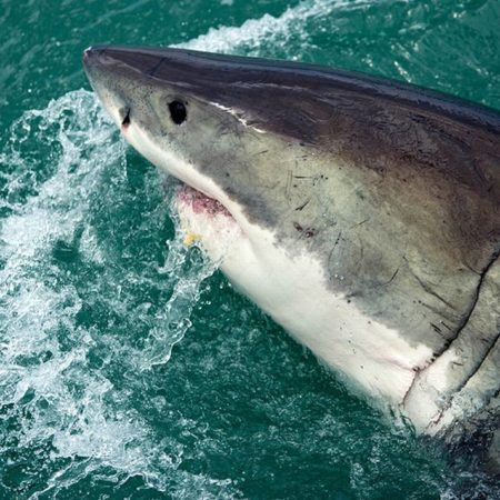 Tiburón blanco mata a pescador en Mar de Cortés; es el primer ataque del 2023 – El Sol de Sinaloa