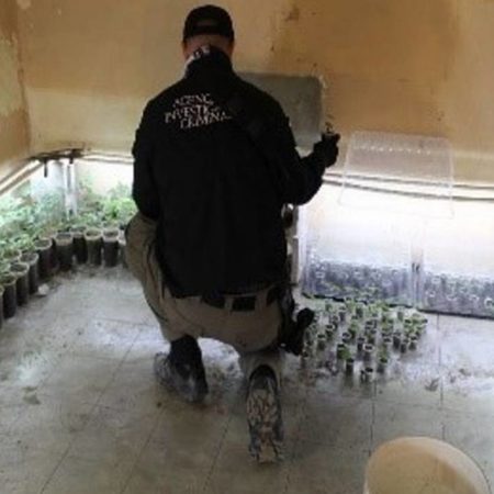 Tras cateos, aseguran plantas de marihuana en Pueblos Unidos – El Sol de Sinaloa