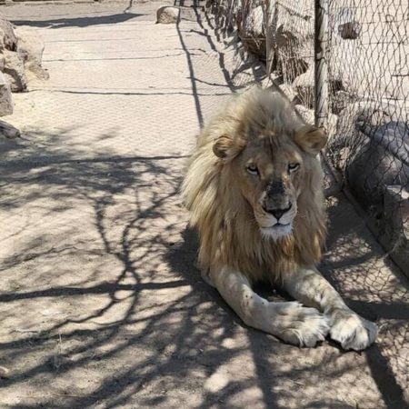 Aseguran más de 50 animales silvestres en una finca de La Barca, Jalisco – El Sol de Sinaloa