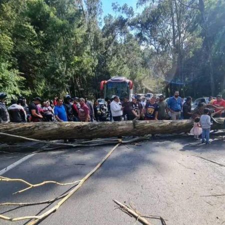 Caída de un árbol colapsa la México-Toluca – El Sol de Sinaloa