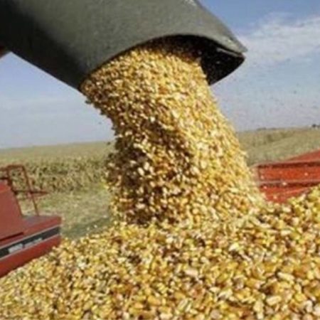 Comprarán otras 500 mil toneladas de maíz y abrirán oficina de Segalmex en Culiacán – El Sol de Sinaloa