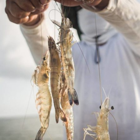 Piden fortalecer el cuidado del camarón en esta temporada de veda – El Sol de Sinaloa