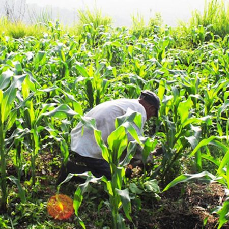 Segalmex convoca a comprar maíz blanco a pequeños productores de Sinaloa – El Sol de Sinaloa