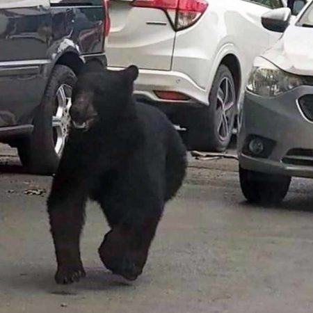 Un oso sorprende a la población deambulando en calles de Monterrey [Video] – El Sol de Sinaloa