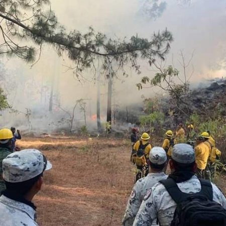 Van más de 19 incendios en Sinaloa y más de mil hectáreas de bosque afectadas – El Sol de Sinaloa